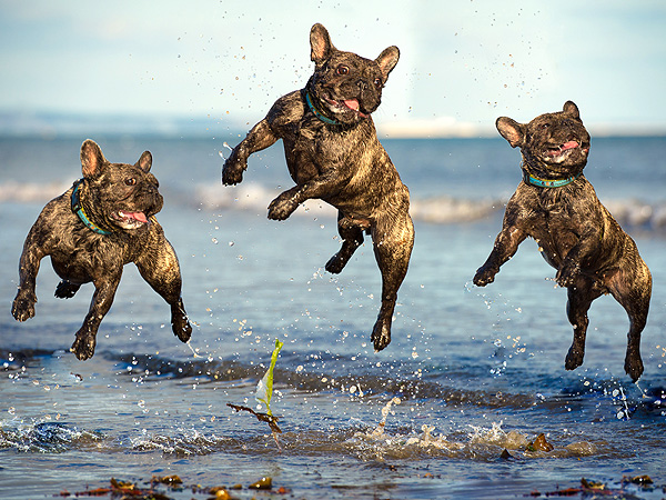 The Daily Treat: Are There Three French Bulldogs Here ... or Are You an April Fool?
