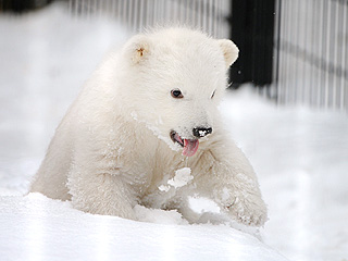 The Daily Treat: Orphaned Polar Bear Cub Is Sticking His Tongue Out at You