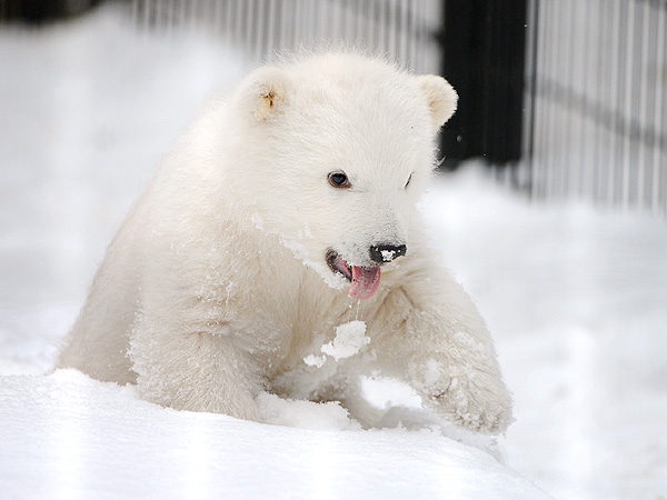 The Daily Treat: Orphaned Polar Bear Cub Is Sticking His Tongue Out at You