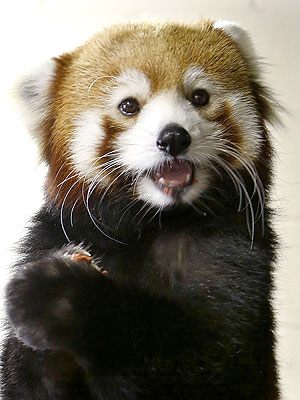 Red Panda at Pittsburgh Zoo & PPG Aquarium: Photo