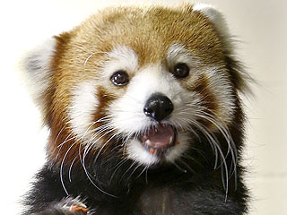 The Daily Treat: Red Panda Just Wants to Catch Up Soon
