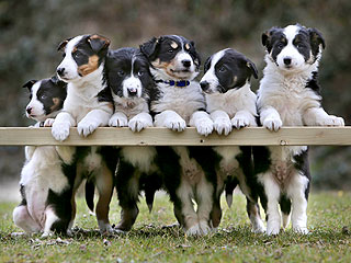 The Daily Treat: Border Collie Puppies Pose for Family Portrait