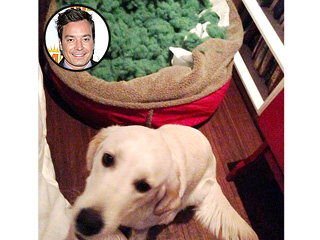 The Daily Treat: Jimmy Fallon's Dog Is Weird – and He Knows It | Jimmy Fallon