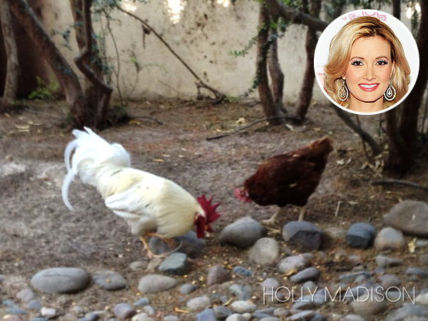 Holly Madison: Chickens, Pets, Photo