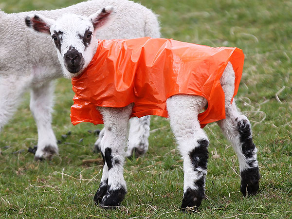 The Daily Treat: Lamb Stays Warm in Style