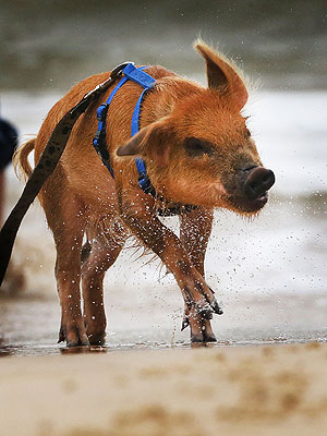 Pig Takes Walk on Beach: Photo