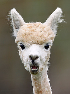 The Daily Treat: This Alpaca Just Saw You Naked
