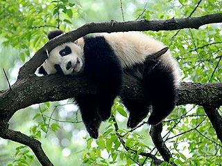 The Daily Treat: Too-Tired-to-Care Panda Naps on Tree Branch