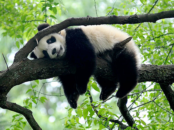 The Daily Treat: Too-Tired-to-Care Panda Naps on Tree Branch