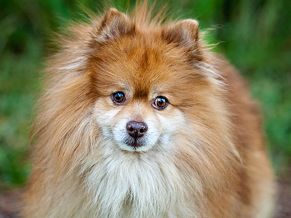 Adopt Me! Tonto's Visual Impairment Doesn't Hold Him Back