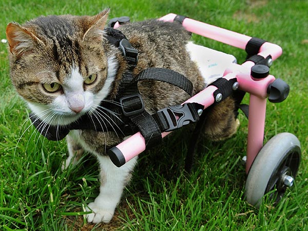 Kitten in Wheelchair: Photo