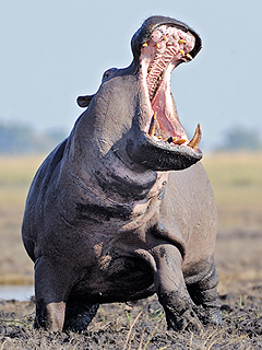Man Survives Being Swallowed by a Hippo