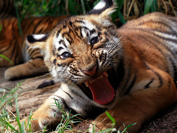 Tiger Cub in San Salvador: Photo