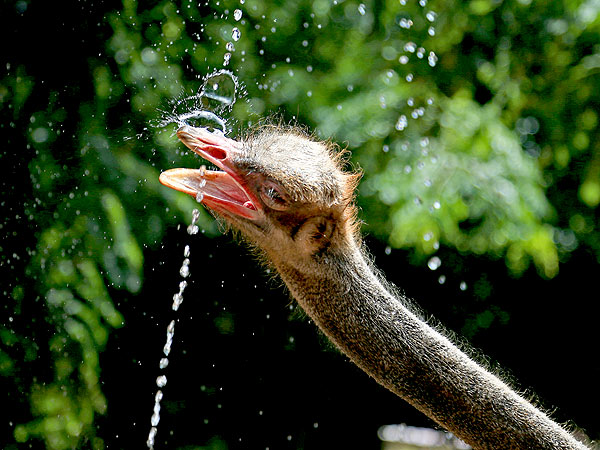 Ostrich in China, Summer: Photo