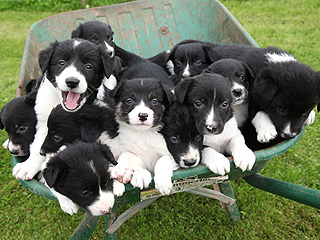 The Daily Treat: Nothing to See Here, Just a Wheelbarrow Full of Puppies