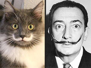 The Daily Treat: This Mustached Cat Resembles Salvador Dalí