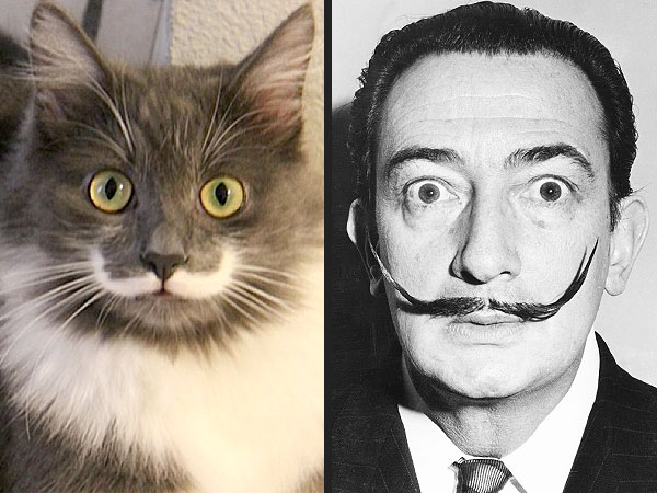 The Daily Treat: This Mustached Cat Resembles Salvador Dalí