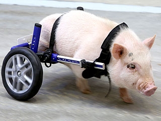 The Daily Treat: This Little Piggy Walks and Rolls
