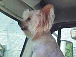 The Daily Treat: Yes, That Is Susan Sarandon's Dog Driving a Truck