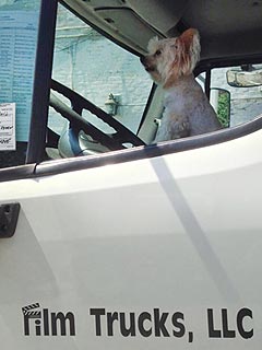 The Daily Treat: Yes, That Is Susan Sarandon's Dog Driving a Truck