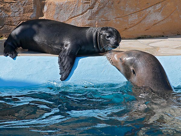 Baby Sea Lion, Mom at Marineland in Antibes, France: Photo