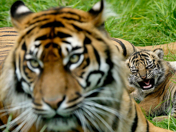 PHOTO: Tiger Cub at Chester Zoo, England