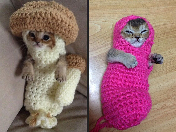 Kitten in Mushroom Costume: Photo