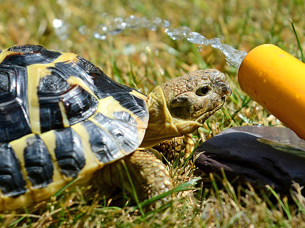 Tortoise with Garden Hose: Photo