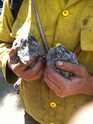 Carstens Fire: Rescued Baby Owls