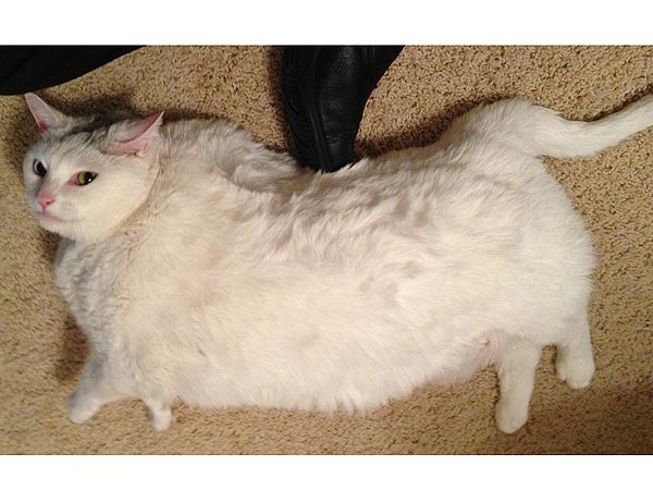 Adoptable Cat in Denver