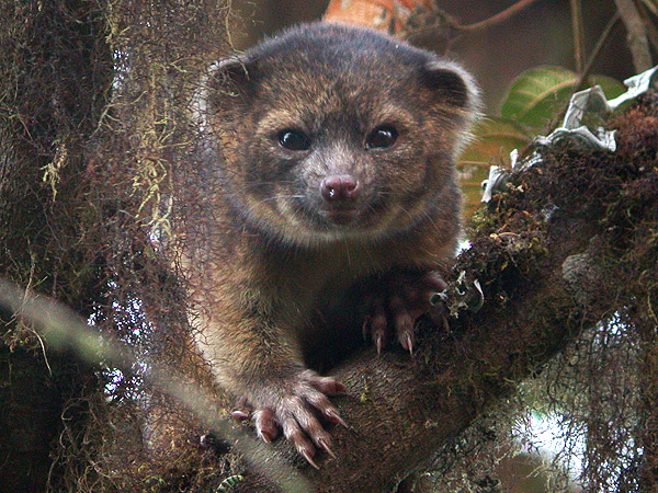 Olinguito, Raccoon Teddy Bear New Species, Discovered