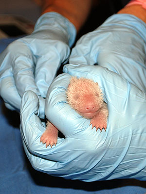 National Zoo Welcomes Panda Cub: Photo