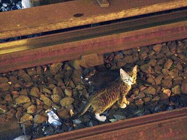 New York City Subway Stopped by Kittens