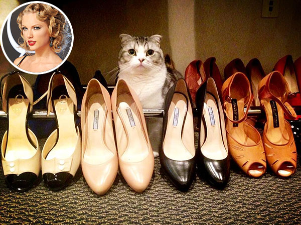 Taylor Swift Tweets Cat Meredith and Shoes Photo