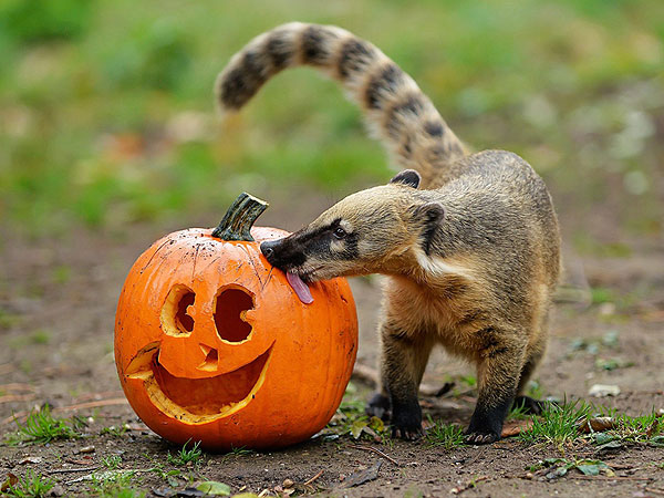 Halloween: Zoo Animals with Pumpkins Photos