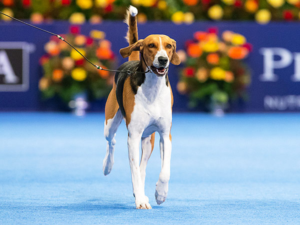 National Dog Show Crowns American Foxhound Jewel Winner