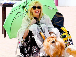 Stars and Their Pets: Gwen Stefani's Beach Bum