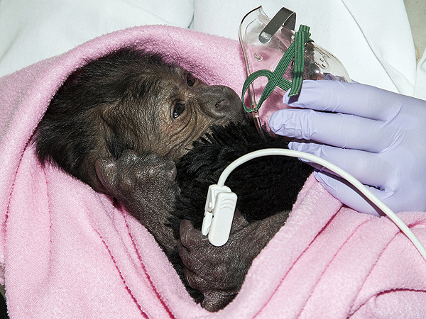 Doctors Watching Over Baby Gorilla Born via C-section at San Diego Zoo
