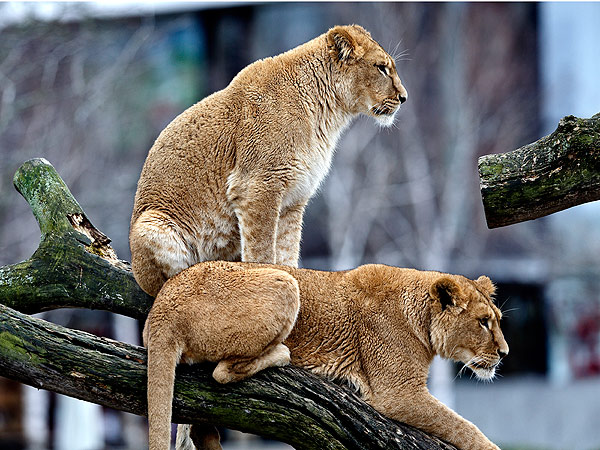 Danish Zoo Under Fire for Putting Down Four Lions