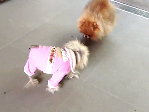 Lisa Vanderpump Adopts Dog Giggy's Dad