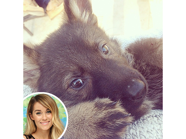 Lauren Conrad Adopts New Dog: Instagram Photo