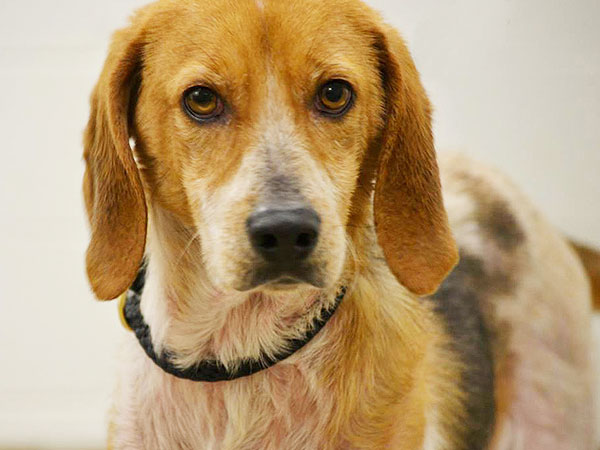 Adopt Dog Hazel in Connecticut: Photo