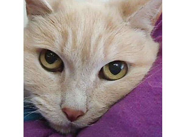 Adopt a Cat: Homer in California