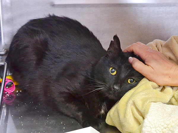 Adopt a Cat: George in Rancho Santa Fe
