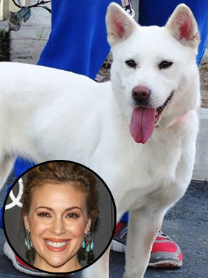 Alyssa Milano Rescues Dog Bomi from South Korea