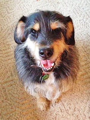 Adopt a Dog: Bear in North Dakota