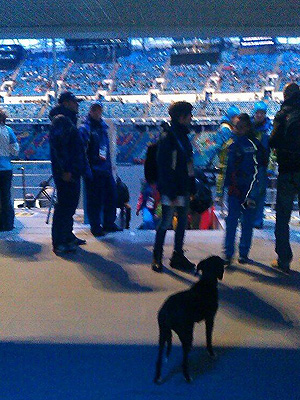 Winter Olympics 2014: Stray Dog Watches Opening Ceremony in Sochi