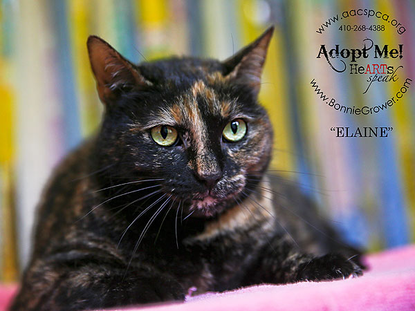 Adopt a Cat: Elaine in Maryland