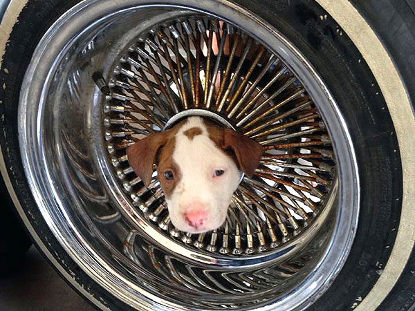 California firefighters free puppy from auto wheel: photo