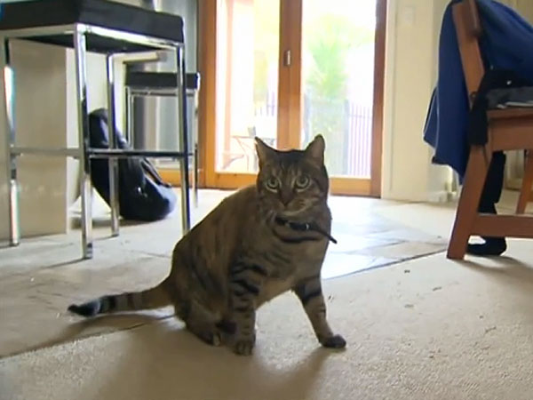 Cat detects fire in Australian family's home: video